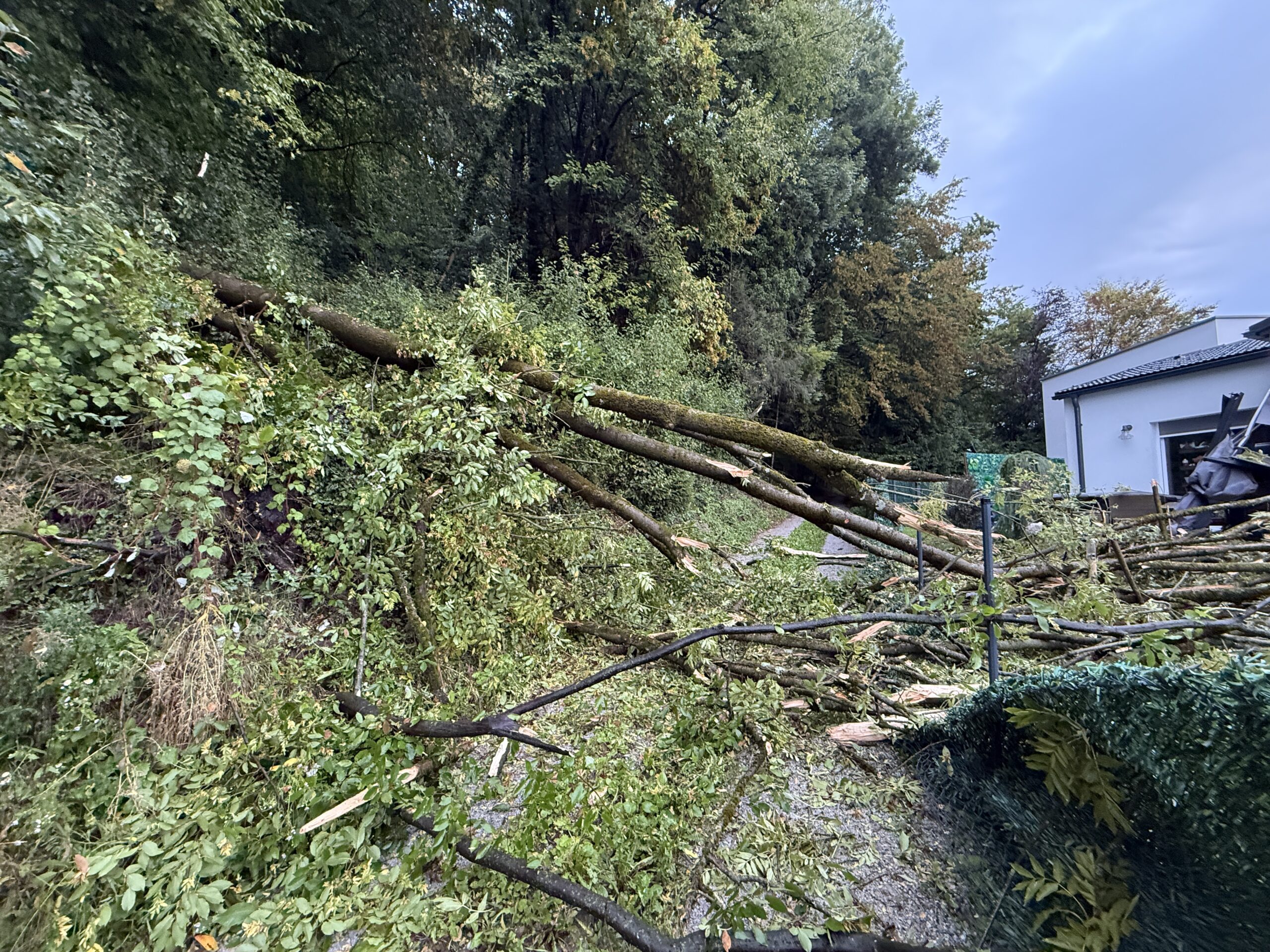 2025_Baum auf Hausdach